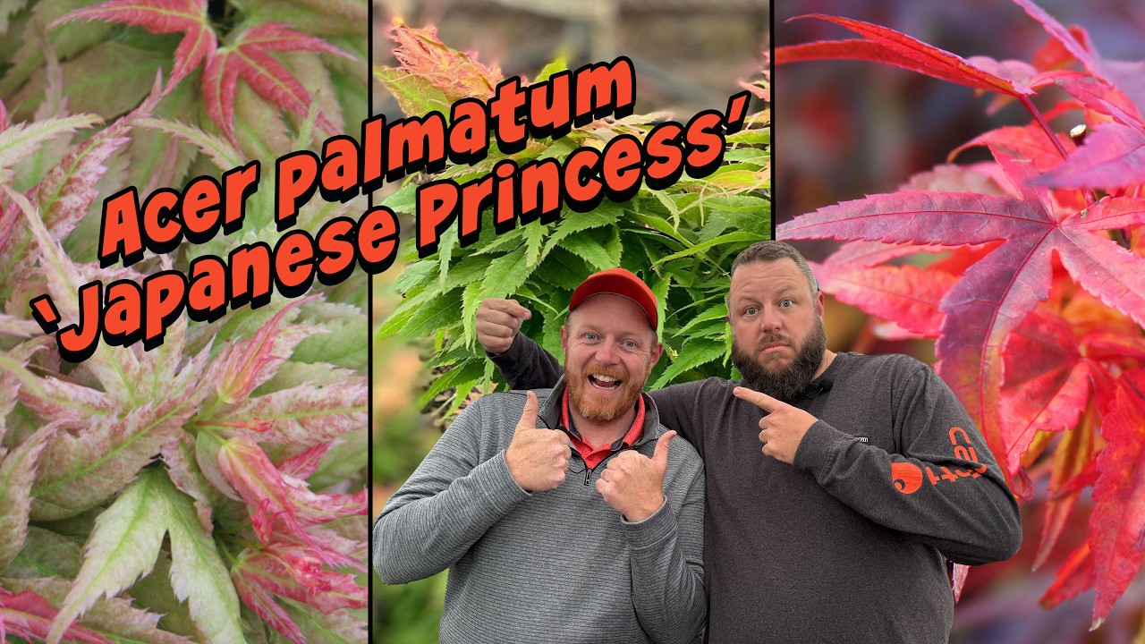 Acer palmatum 