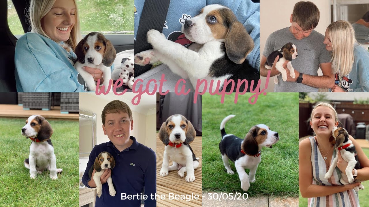 PICKING UP OUR PUPPY | BERTIE THE BEAGLE | Where's Hols?