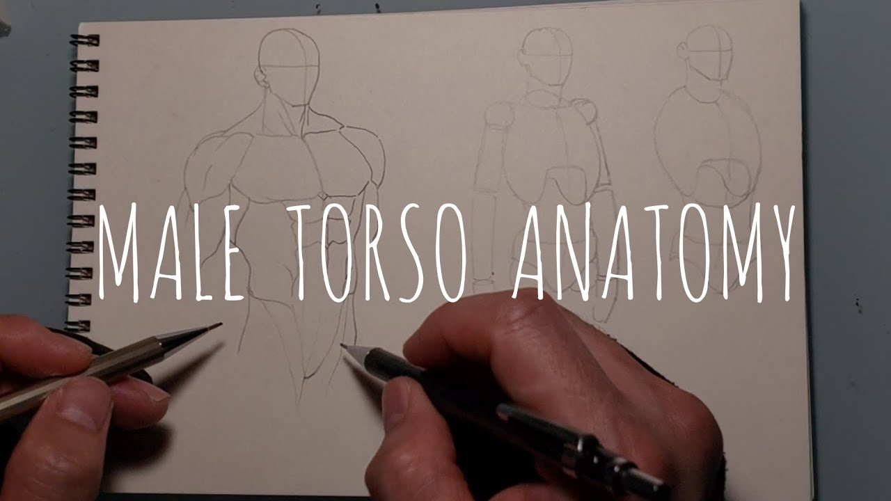 Drawing Male Torso Practice