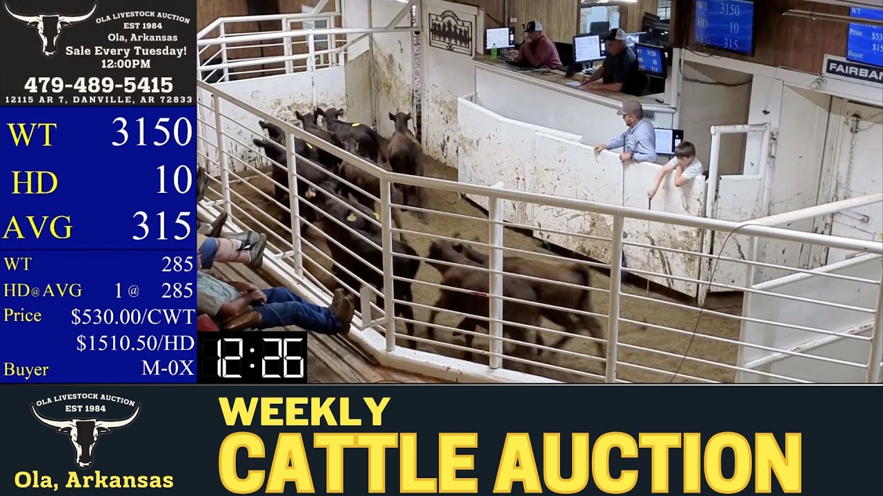 OLA LIVESTOCK AUCTION | Weekly All-Class Cattle Auction #ArkansasCattle #RiverValley | 7/7/2026