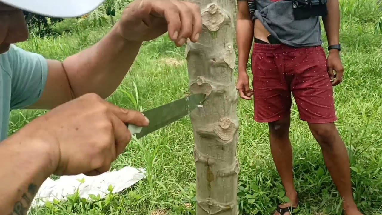 HOW TO TREAT PAPAYA TREE TO MAKE PRODUCTIVE AND SWEETEST HEALTHY FRUIT/ EXTEND LIFESFAN/ TWISTING.