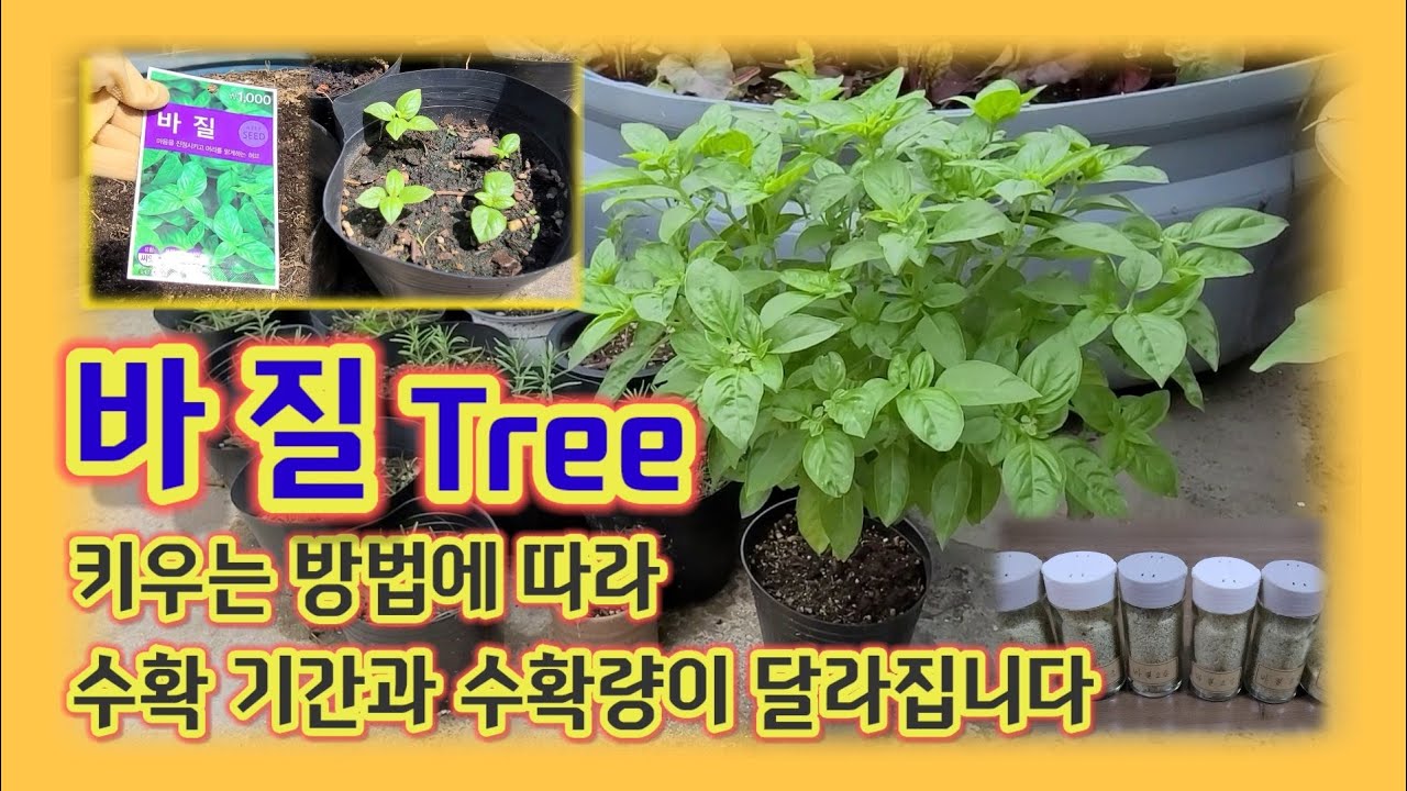 도시농부의 바질트리 키우기 / 바질 씨앗 파종에서 수확까지 / 바질 소금 만들기 / Sweet Basil Tree