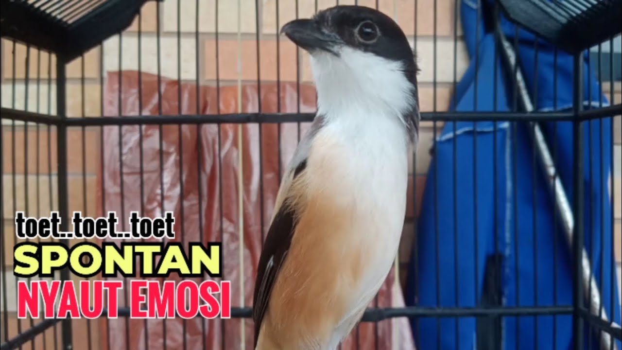 suara cendet gacor pagi siang sore Toet Toet Bikin Cendet Manapun Nyaut dg sekali Dengar