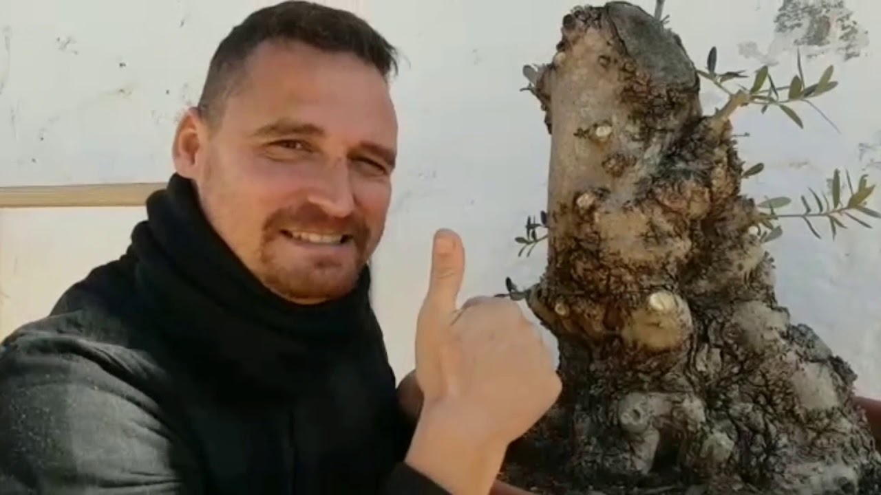 Olivo Yamadori: Poda y Madera Muerta