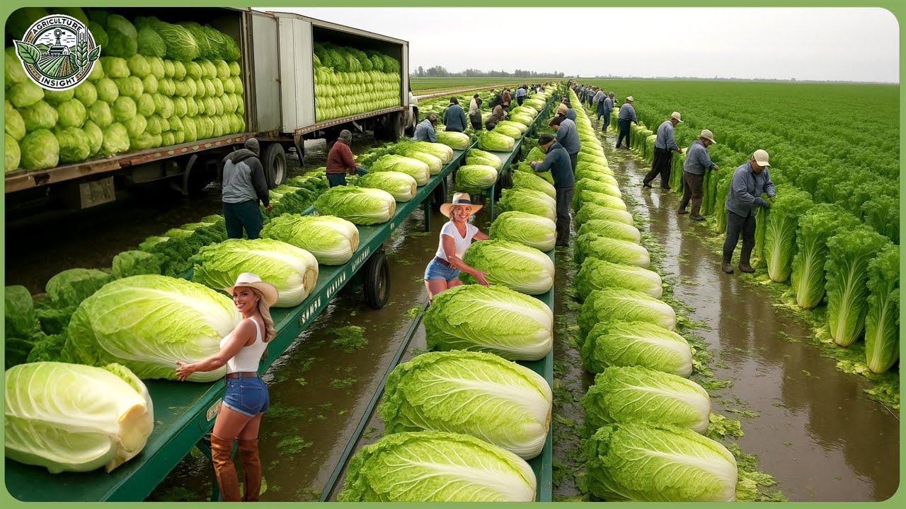 Massive 2025 Harvest Race - How Farmers Reap Million Tons of Fruits & Veggies