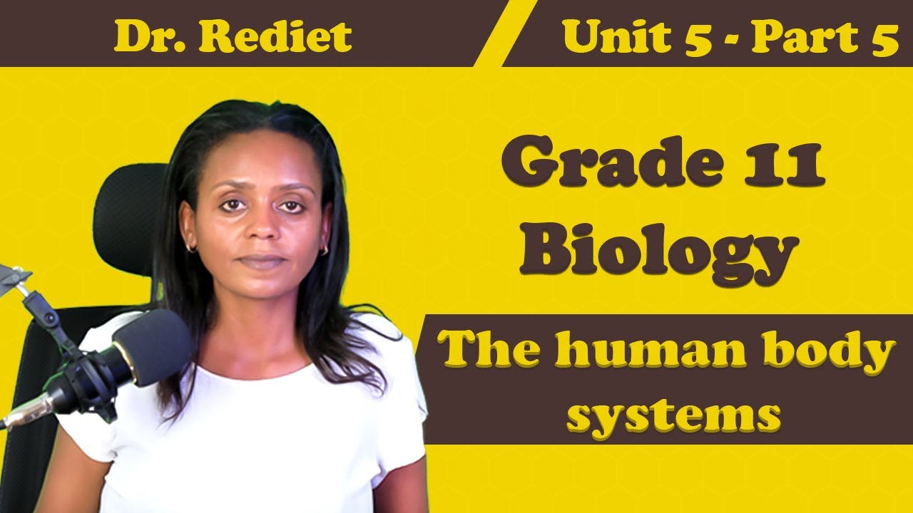 Grade 11 Biology Unit 5: The human body systems Part 5|  Dr. Radiet Setotew