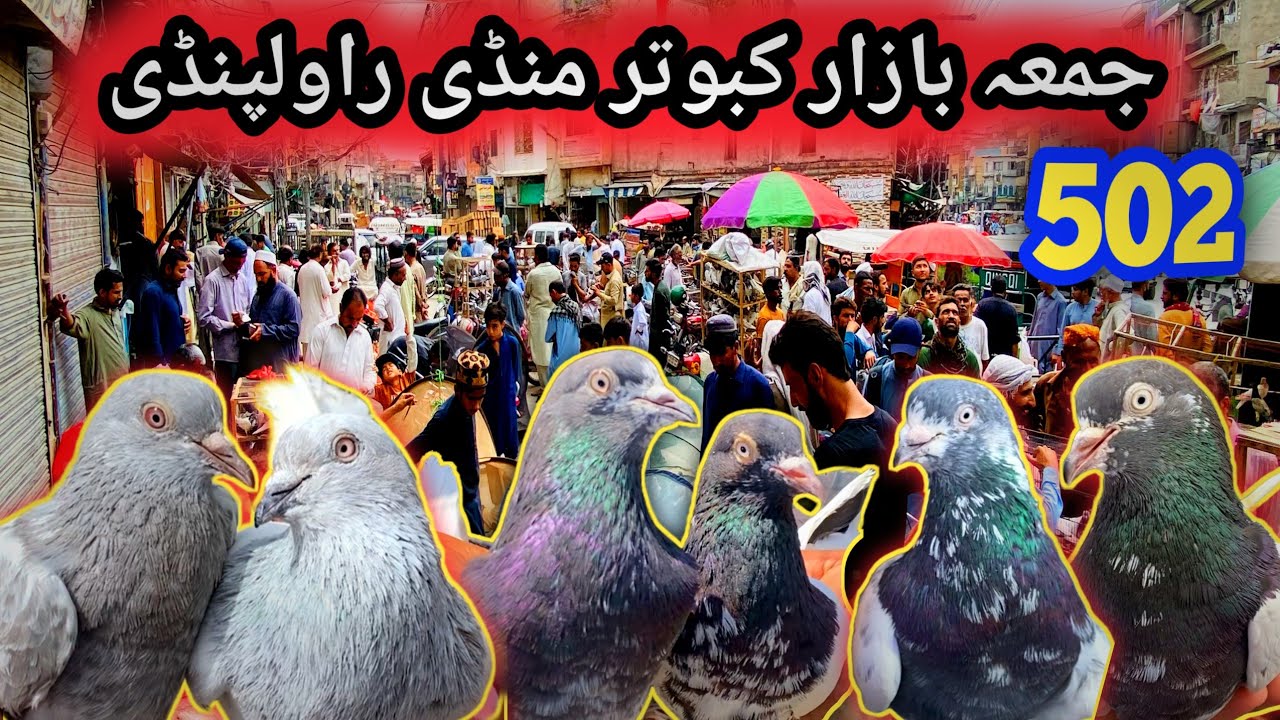 502 | Juma Bazar Kabootar Mandi Rawalpindi | Latest Update High Flyer Pigeon Price Today 30/5/2025