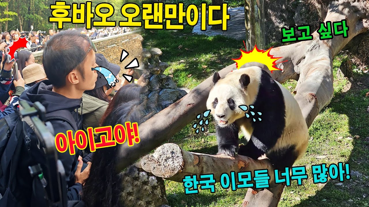 세상에💥오랜 격리 끝에 돌아온 푸바오를 환영한다👀 한국 이모들이 울애기를 다시 만날 때 눈물을 참을 수가 없어요.💦💭