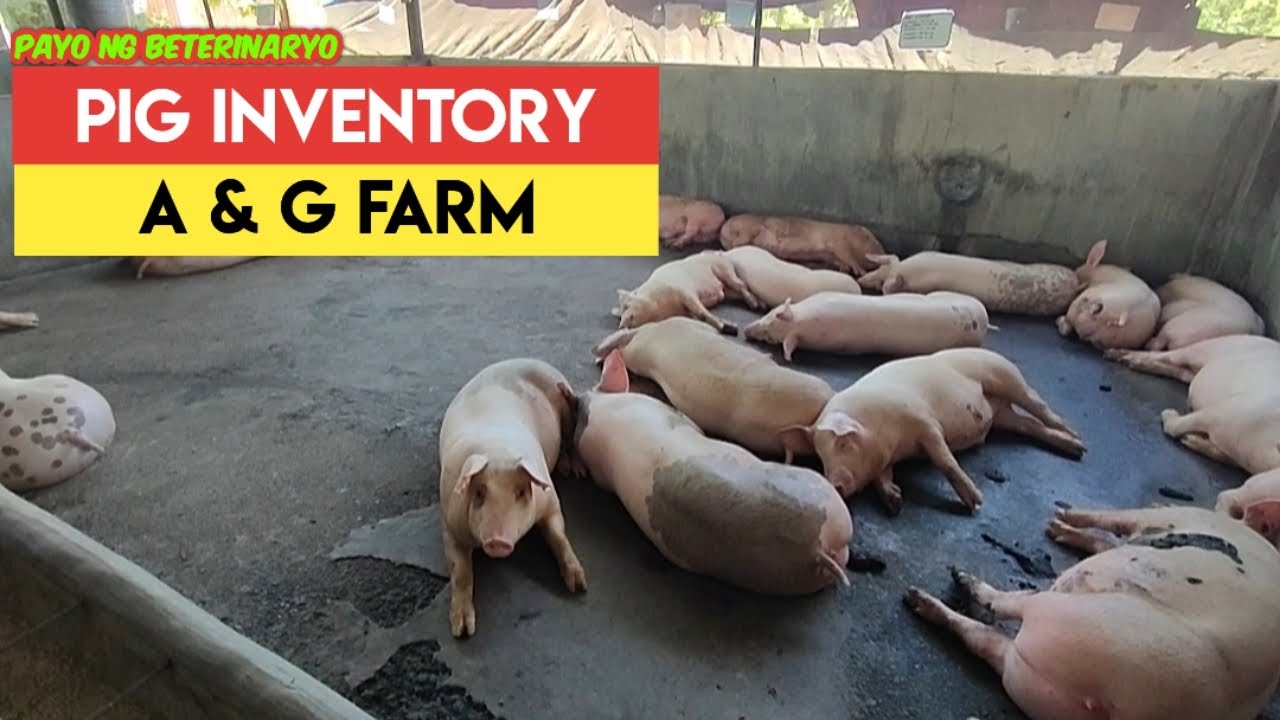 Marami at Malalaking Baboy ng A & G Farm | How Many Pigs are in the Farm?