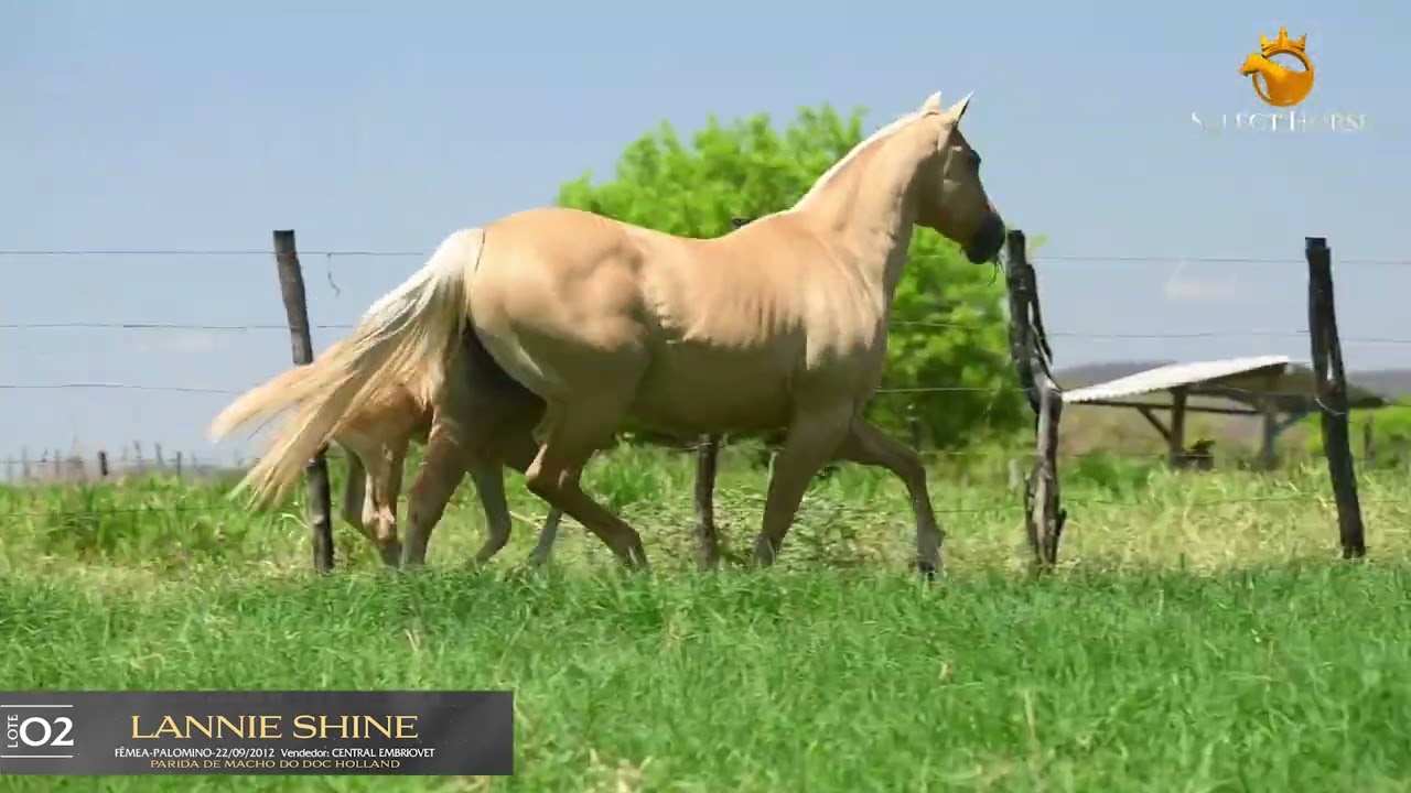 2 LANNIE SHINE
