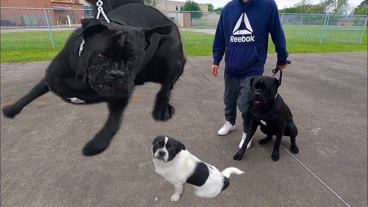 Dog Aggressive Corso Wants To Eat Lil Homeless Cletus