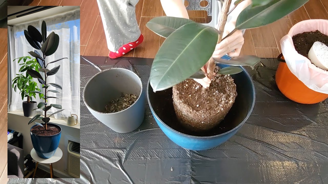 ASMR Repotting My Rubber Plant 🪴