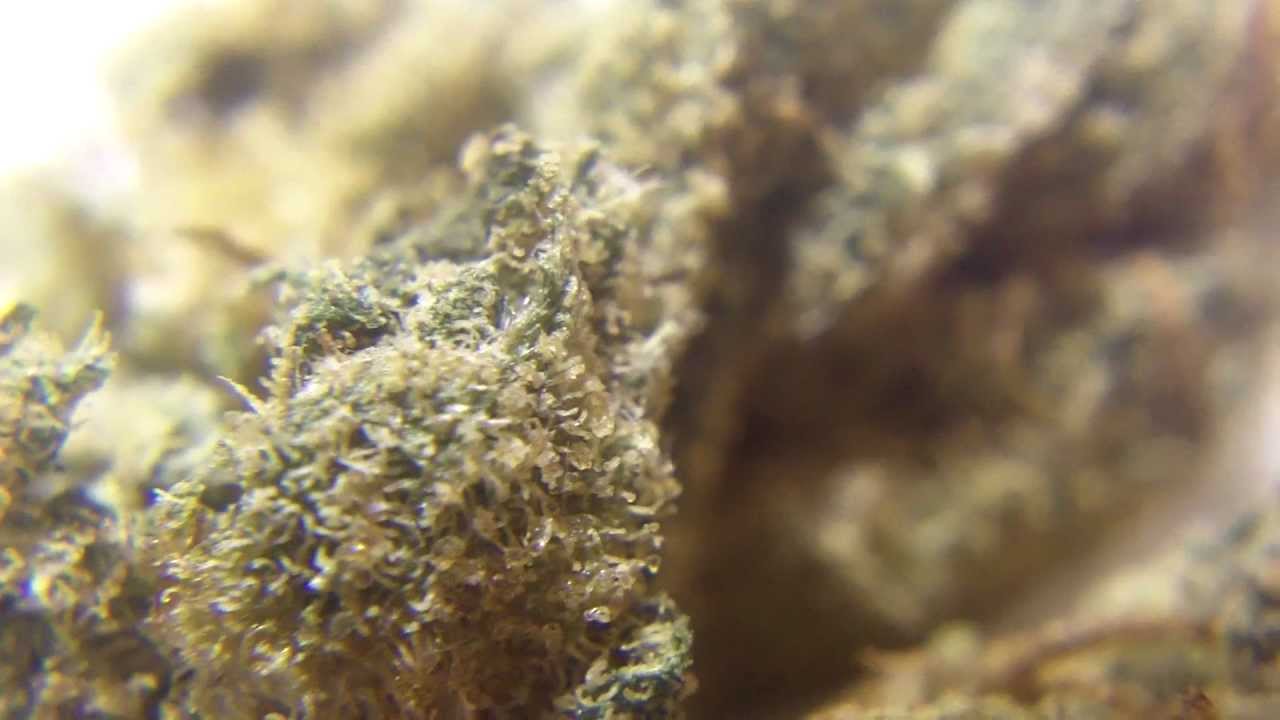 Ep 248 Blue Angel 3D 1080p Freedom of Seeds Weed Review Marijuana Buds Upclose Crystals