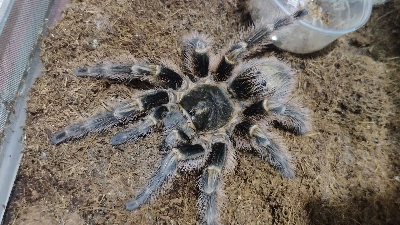 Первое видео после 1,5 месяцев больницы. Паук птицеед. Grammostola pulchripes