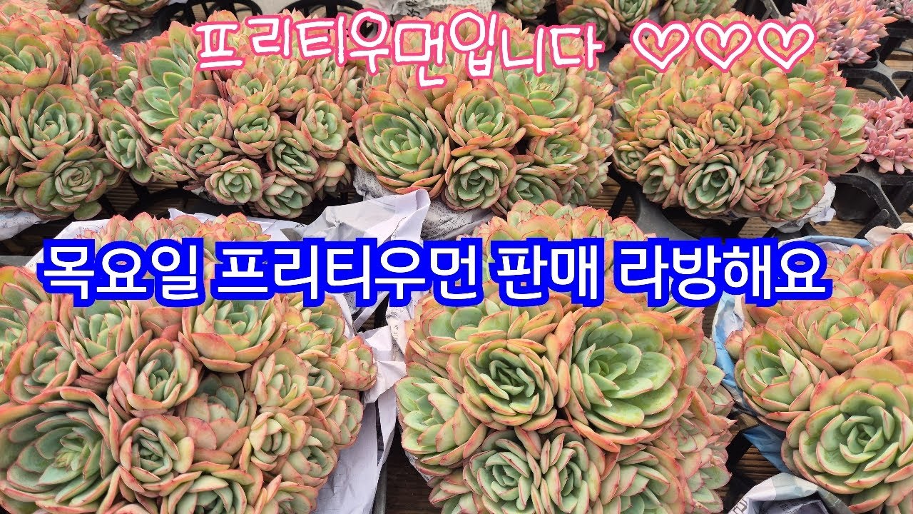 2026.02.12.393회 목요일 프리티우먼 판매 라방해요