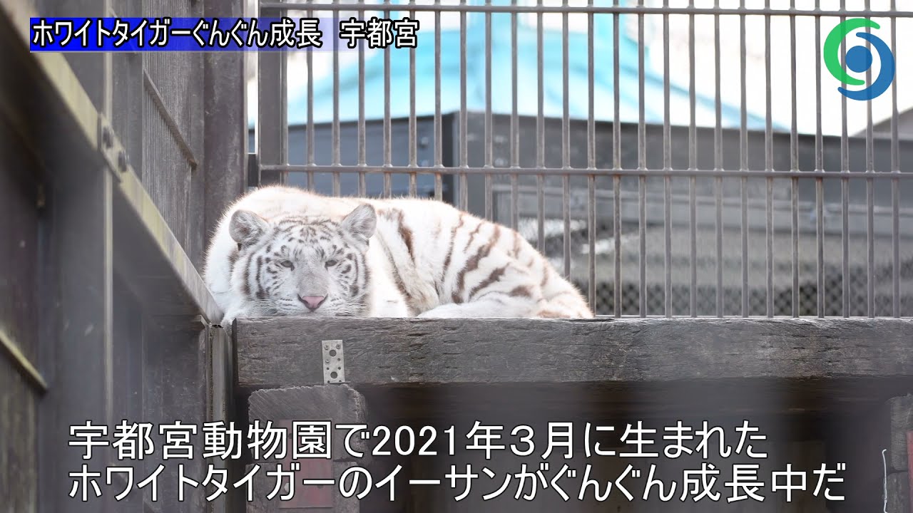 ホワイトタイガーぐんぐん成長　宇都宮