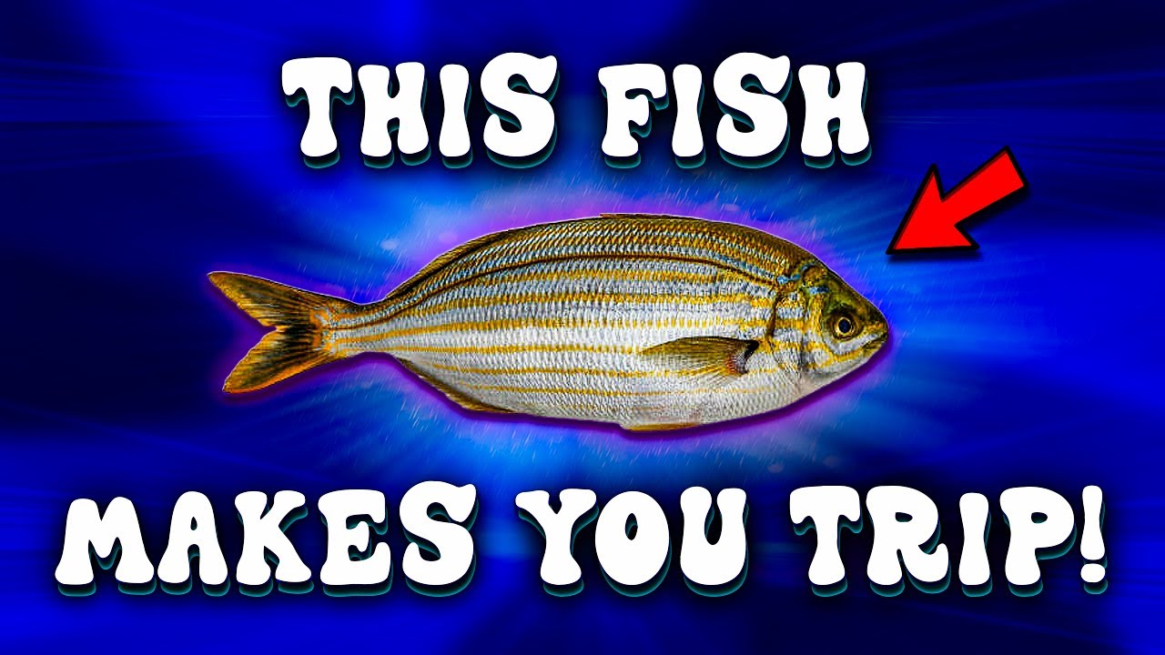 𝗦𝗮𝗿𝗽𝗮 𝗦𝗮𝗹𝗽𝗮 - The Hallucinatory Fish That Makes You TRIP BALLS!