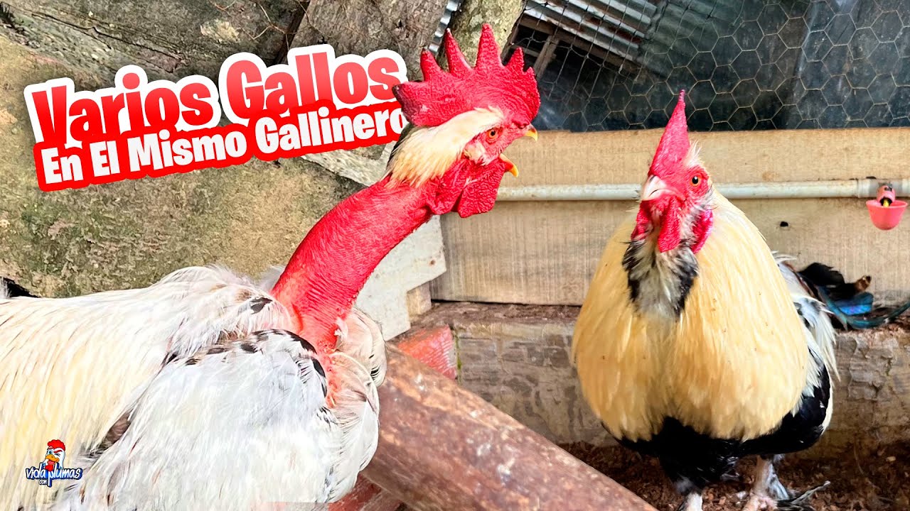 Cómo se Pueden tener Gallos Juntos 🐓😱