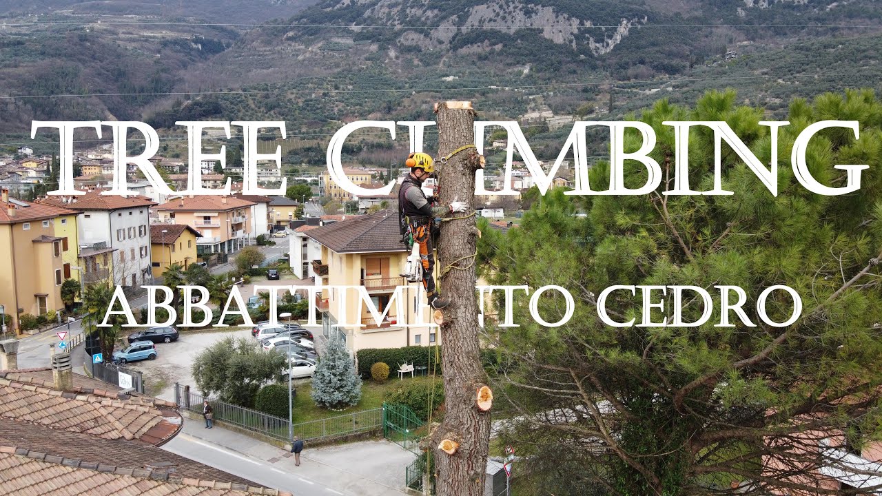 Dji Mavic Mini - Abbattimento Cedri - Arco (TN) - Italy