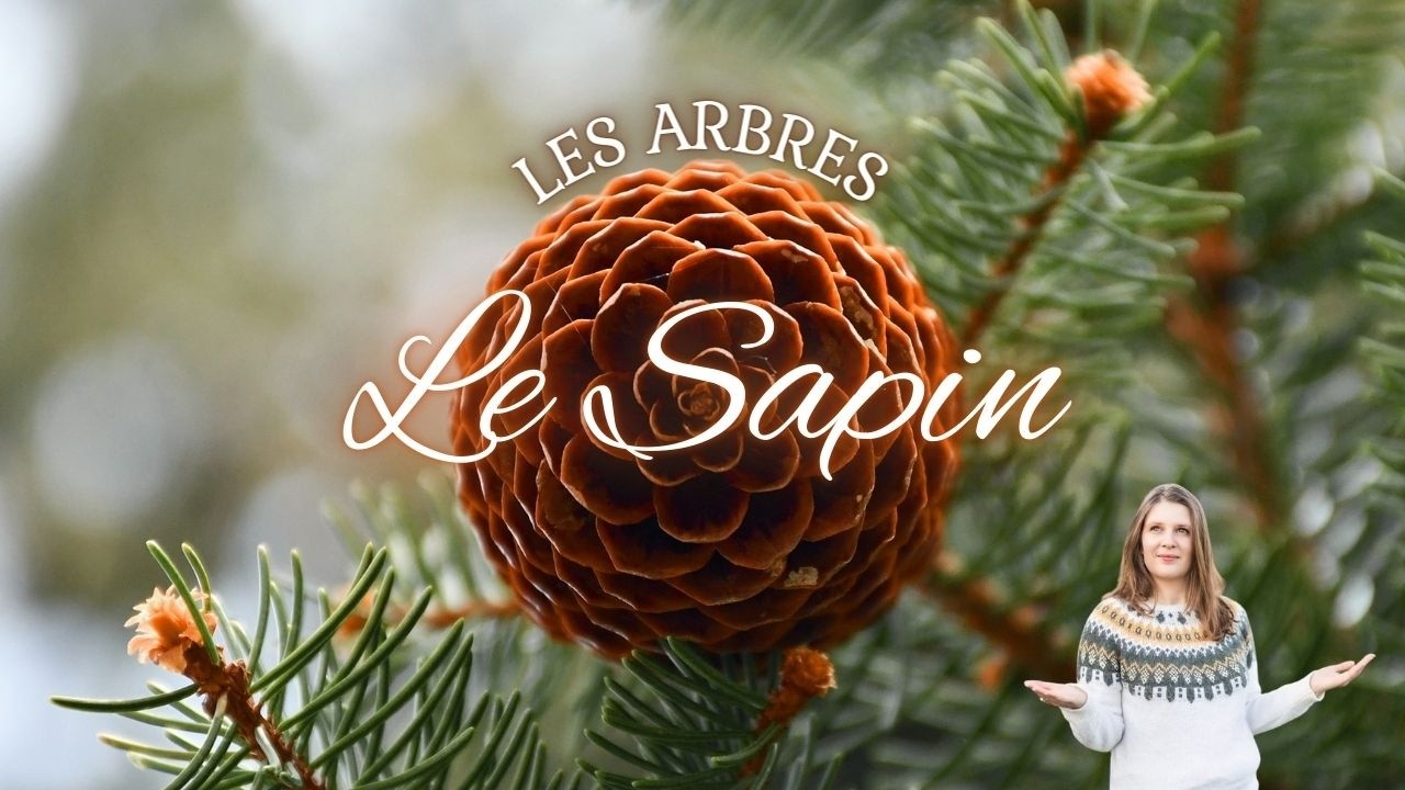 LE SAPIN : Comment les arbres nous accompagnent ? 🌲💚🌳