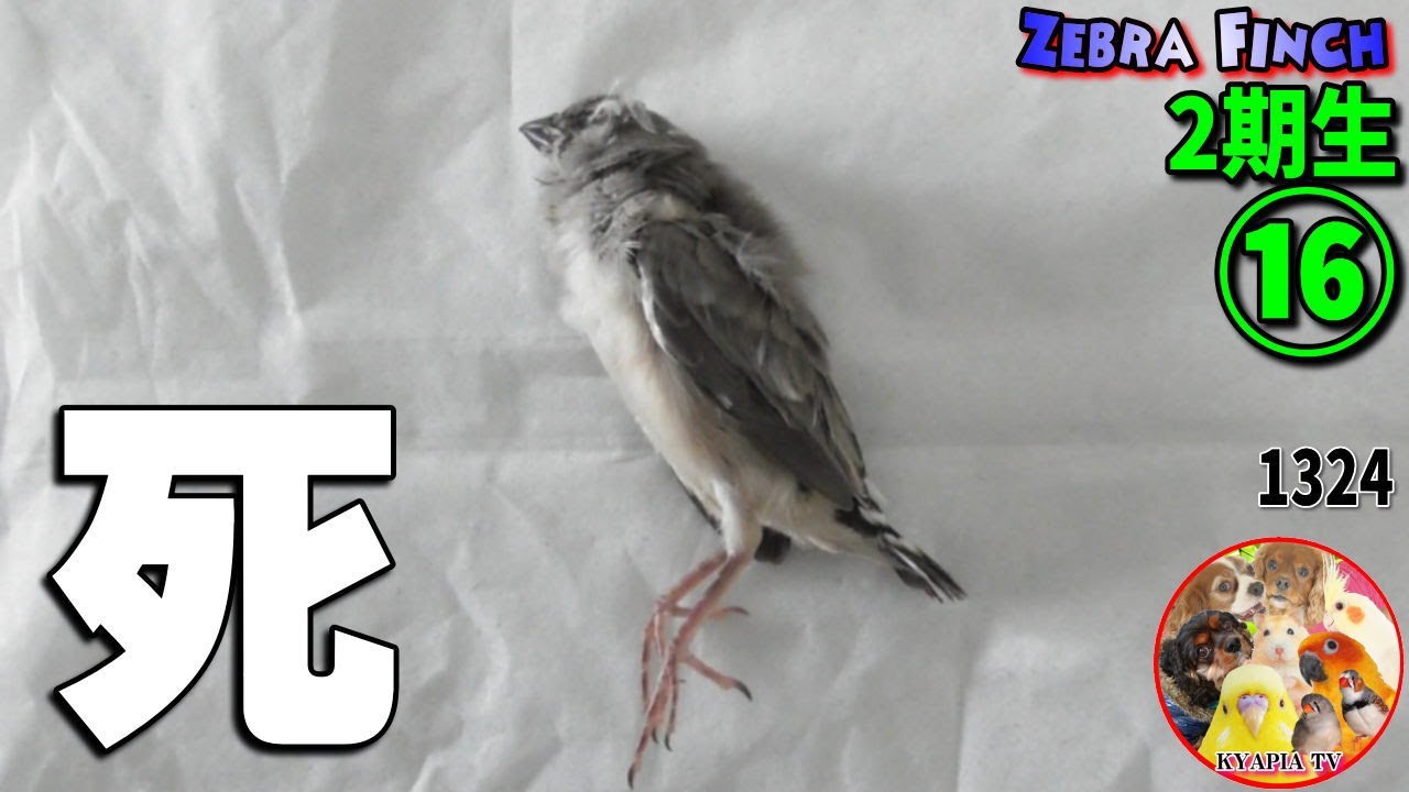 【閲覧注意】死...錦花鳥の雛・赤ちゃんの落鳥【繁殖記録16】 Zebra Finch Chick Dead 1324