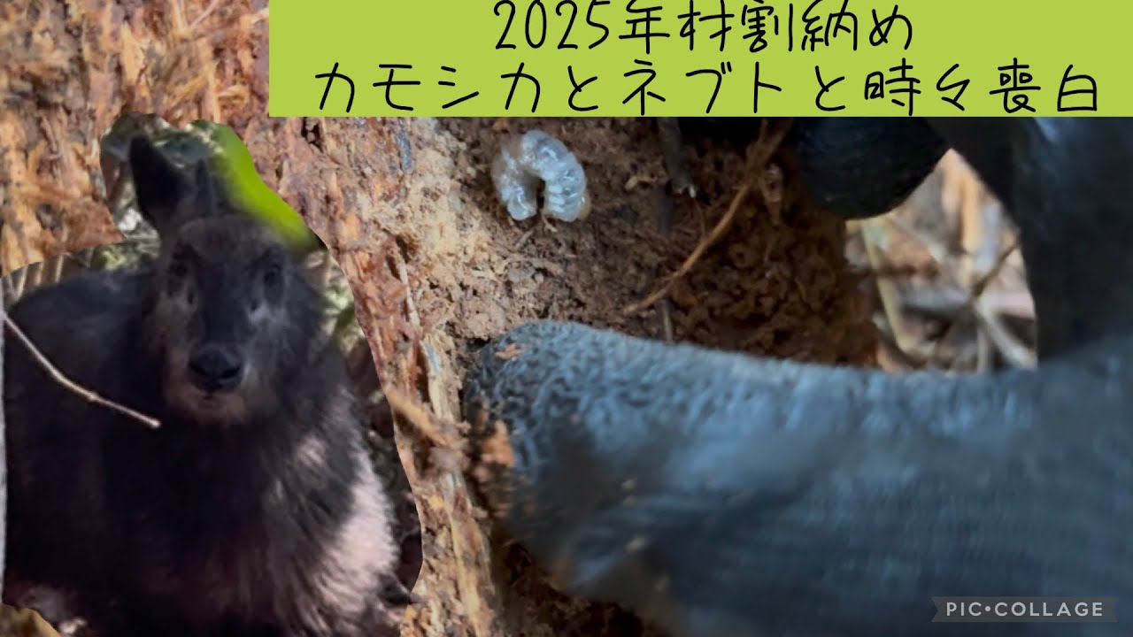 第36話 2025年材割納め カモシカとネブトと時々、喪白