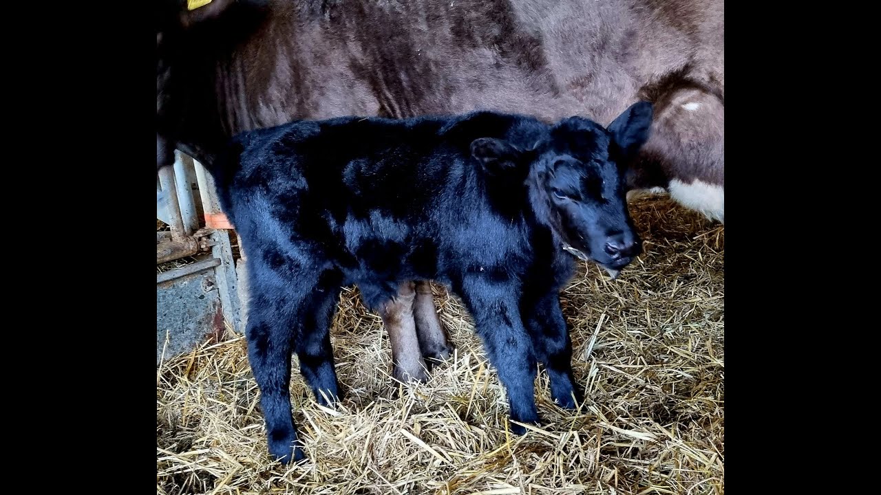 Example Forest Search (escaped Calf) - Beispiel Waldsuche (K&auml;lbersuche)