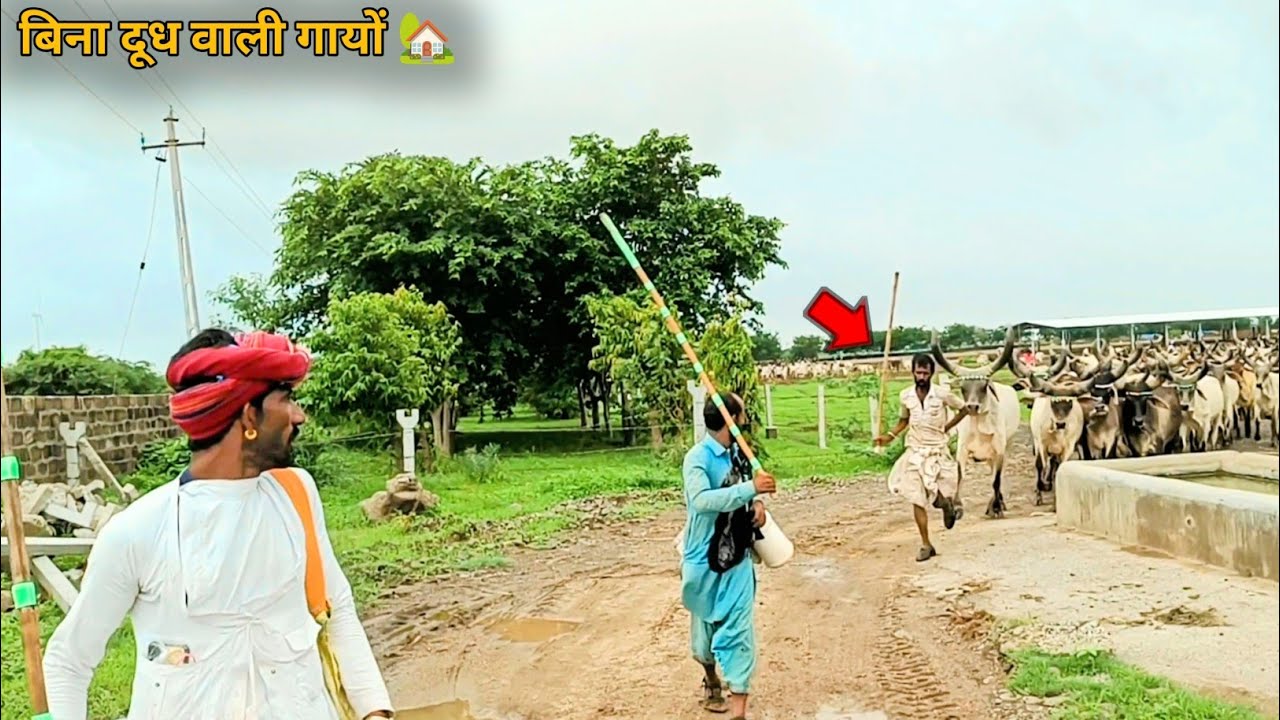 बारिश होने से हमने हमारी बिना दूध वाली गायों को घर🏡की ओर रवाना किया। 12 दिन का लंबा सफर।