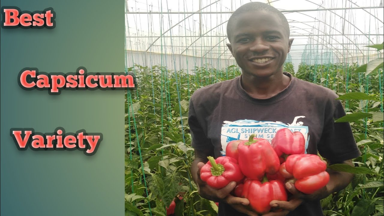 The Best greenhouse Capsicum /pepper varieties every farmer should grow.