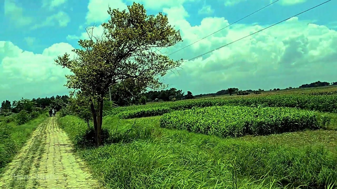 গ্রামের অপরূপ সৌন্দর্য। দক্ষিণ চাঁদপুর। হরিরামপুর। মানিকগঞ্জ।