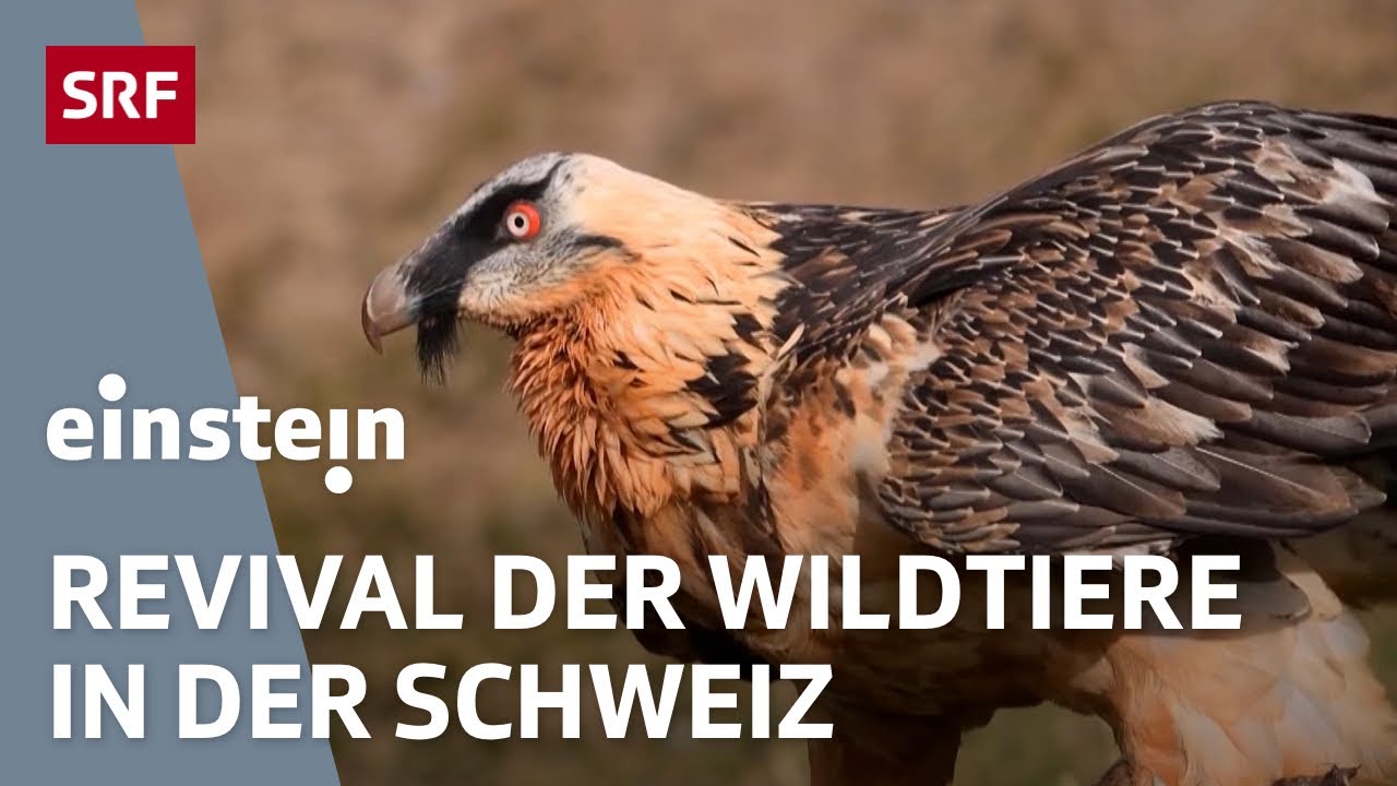 Luchs, Fischotter oder Bartgeier &ndash; die R&uuml;ckkehr der Wildtiere in der Schweiz | Einstein | SRF Wissen