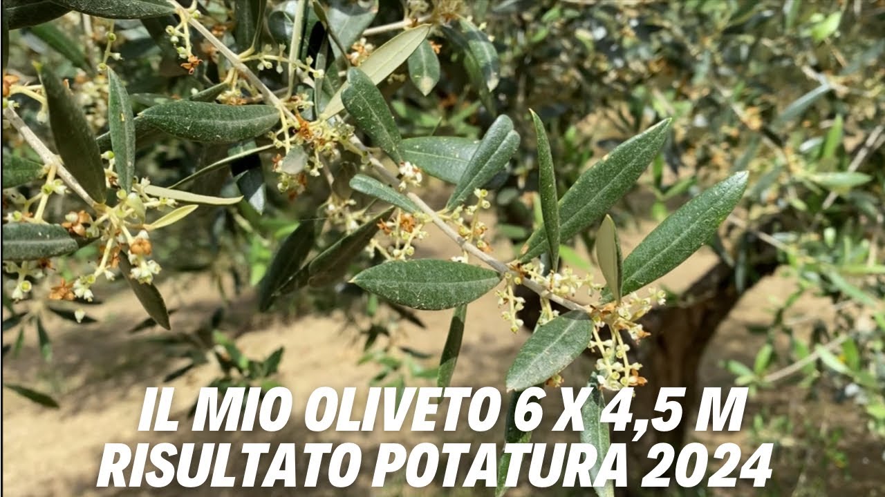 Risultato potatura 2024: fioritura, allegagione, crescita vegetativa