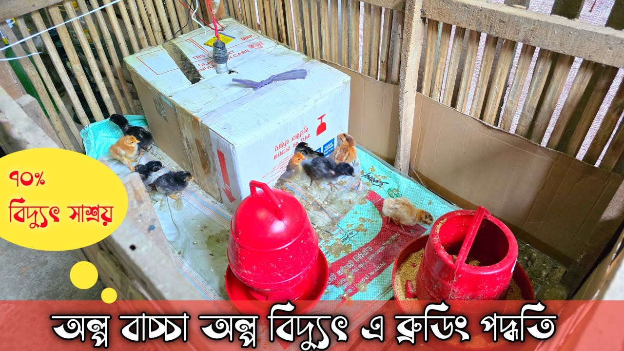 এ ভাবে ব্রুডিং করলে ৭০% বিদ্যুৎ খরচ কমে আসবে,ঠান্ডায় বাচ্চা মারা যাবে না। ব্রুডিং পদ্ধতি।