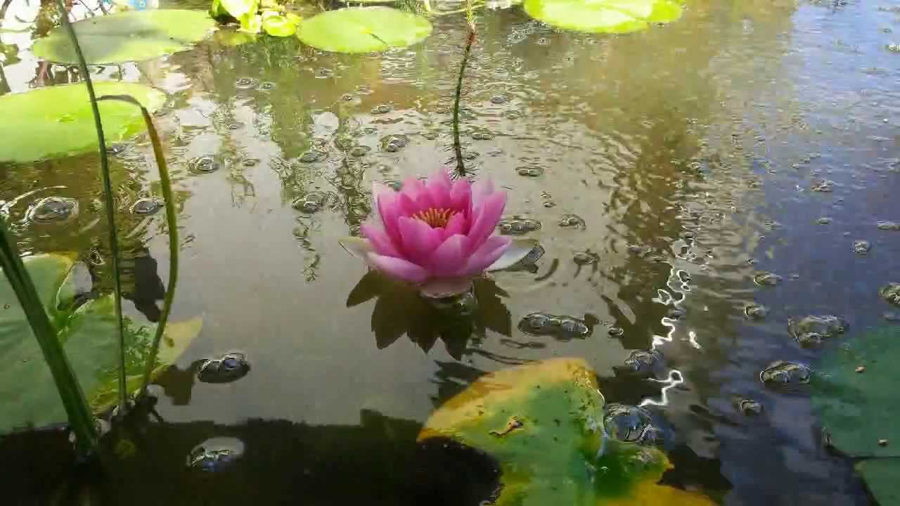 Seerose Zeitraffer - water lily time lapse