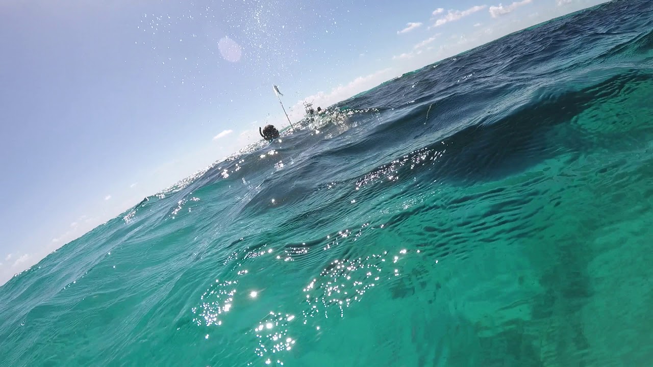 Bahamas 2018 Hogfish Shot 8-15-18