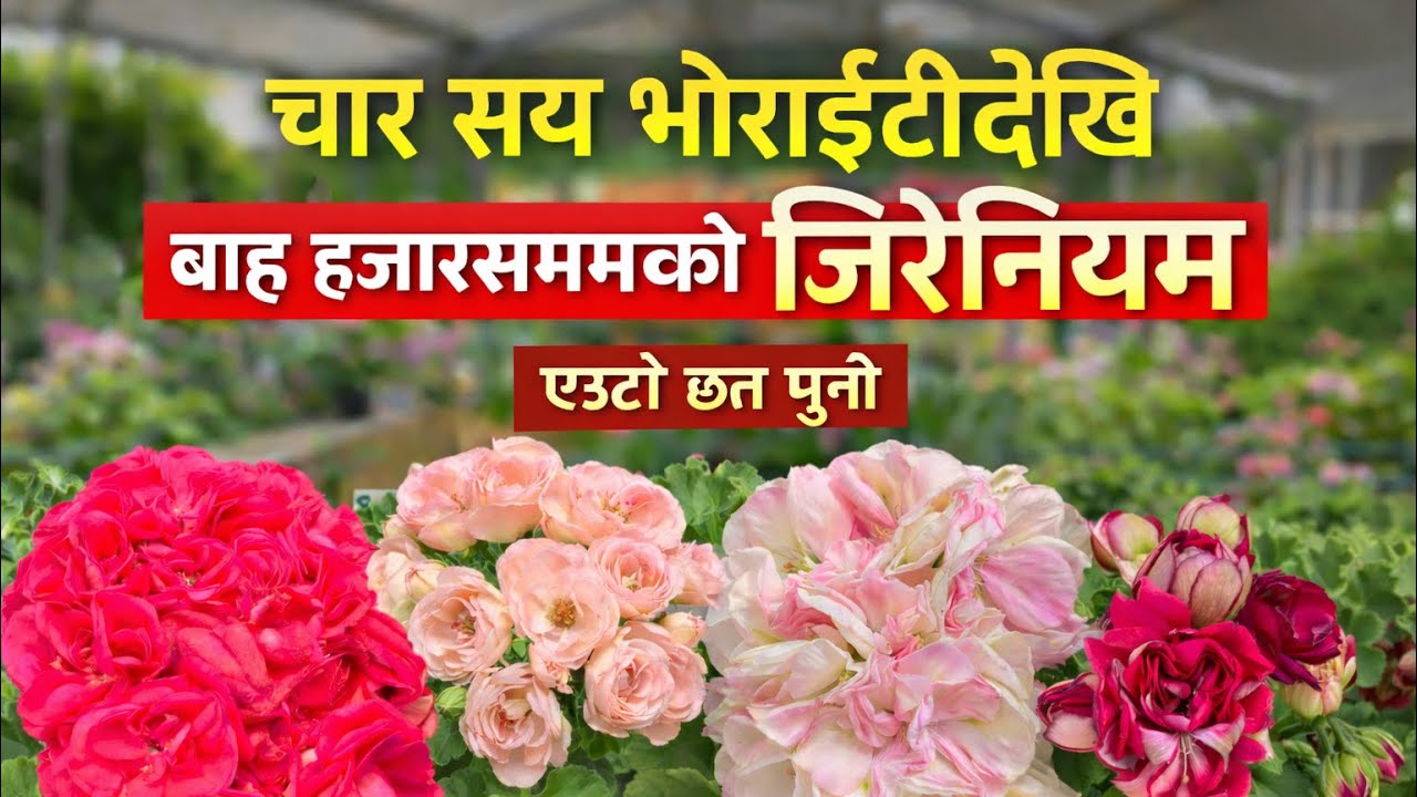400 + Verify up-to Rs.12000 Geranium Flower|| Bonsai Nepal  Nursery Visit 