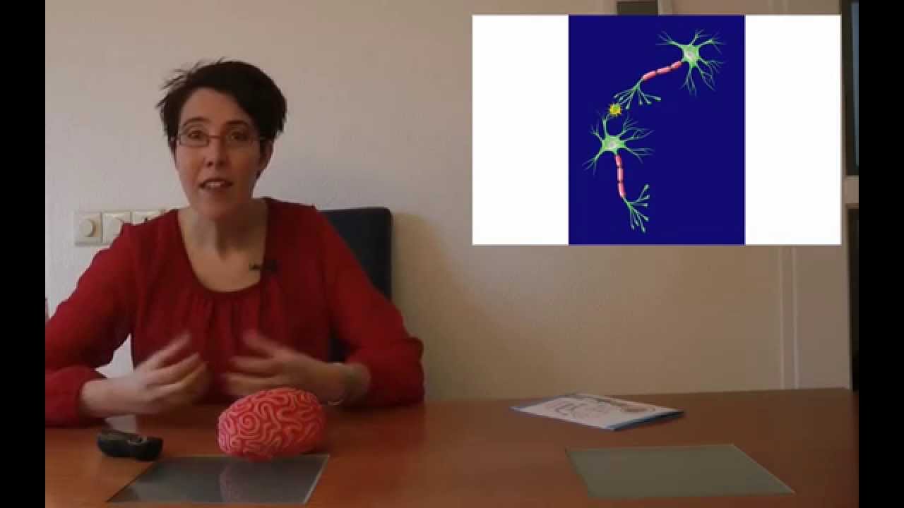Hoe leren je hersenen? Voor kinderen