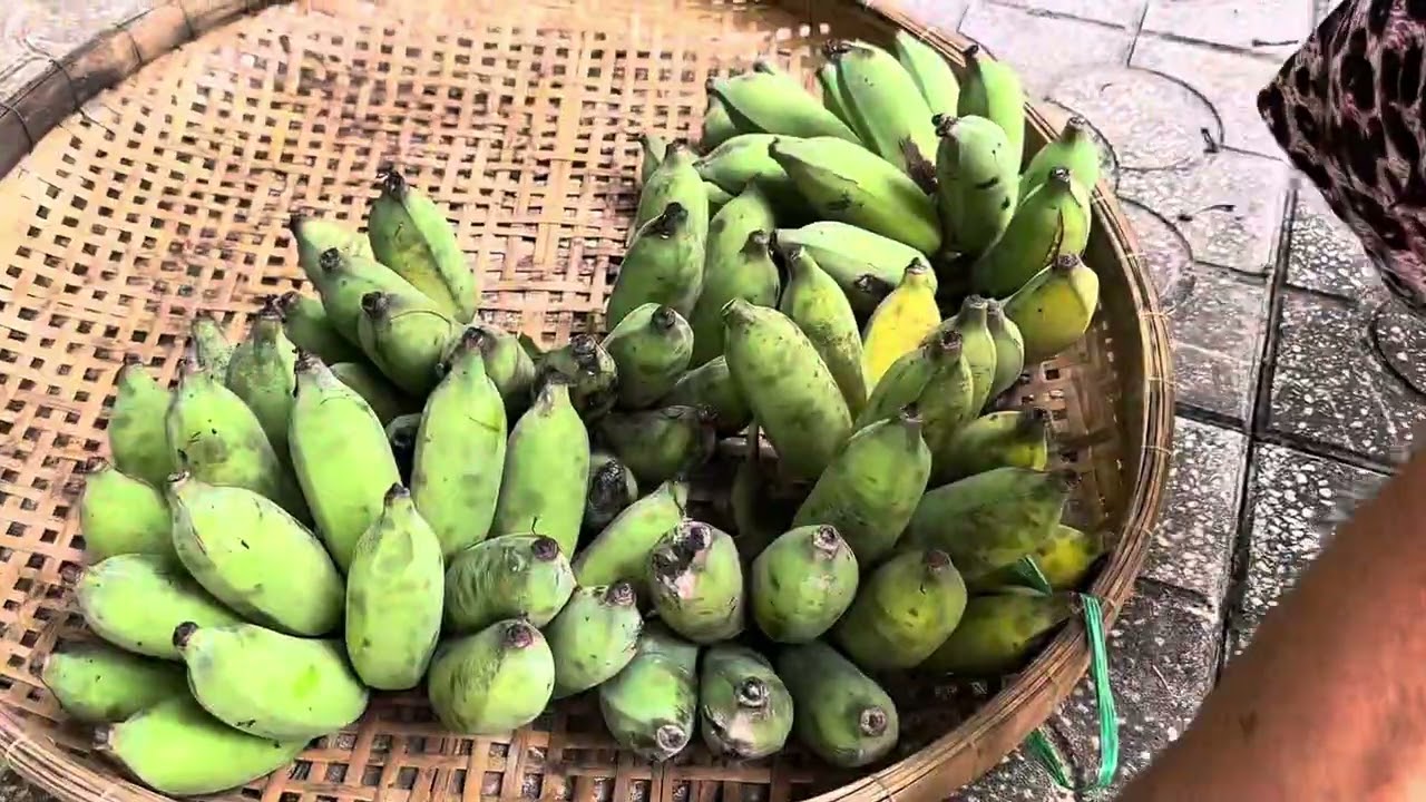 Q4_ Buồng chuối xiêm siêu khủng 186 trái 