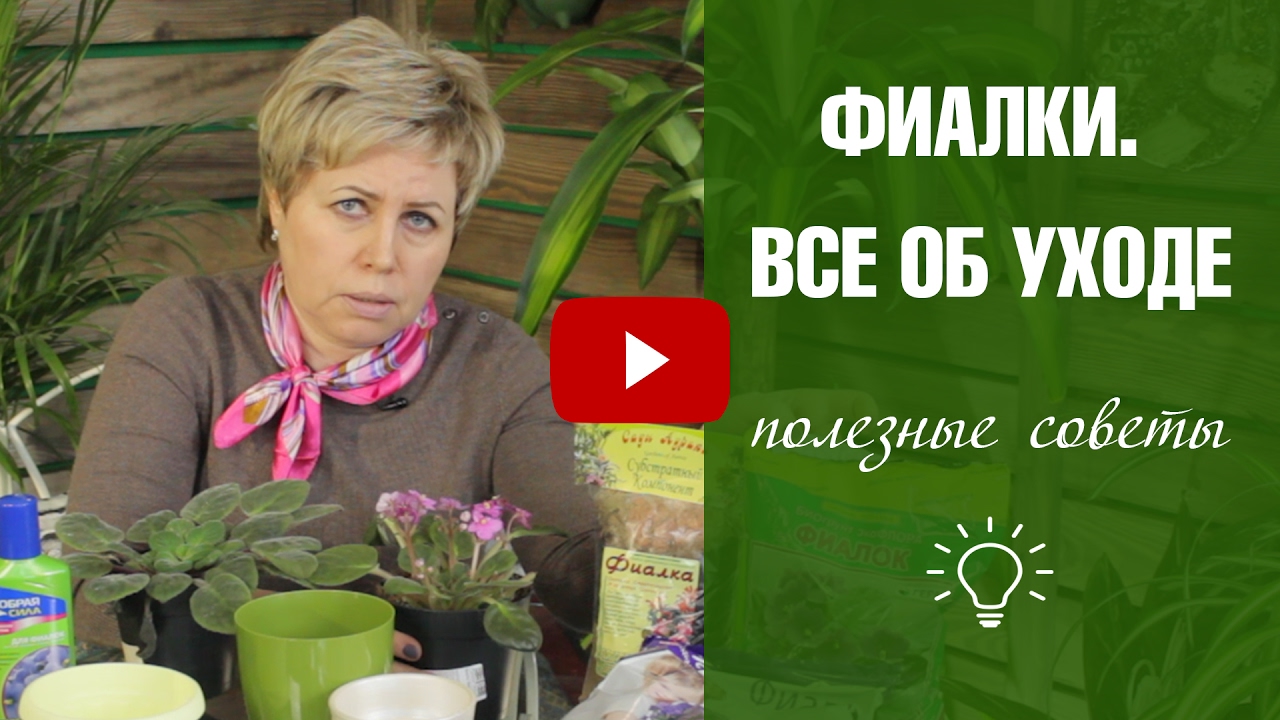 Фиалка в домашних условиях 🌼 Правила выращивания и ухода  🌼 Фиалки ликбез с Хитсад