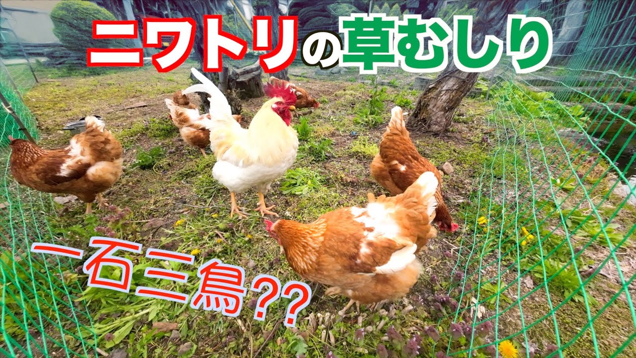 ニワトリを放して「庭の草むしり」