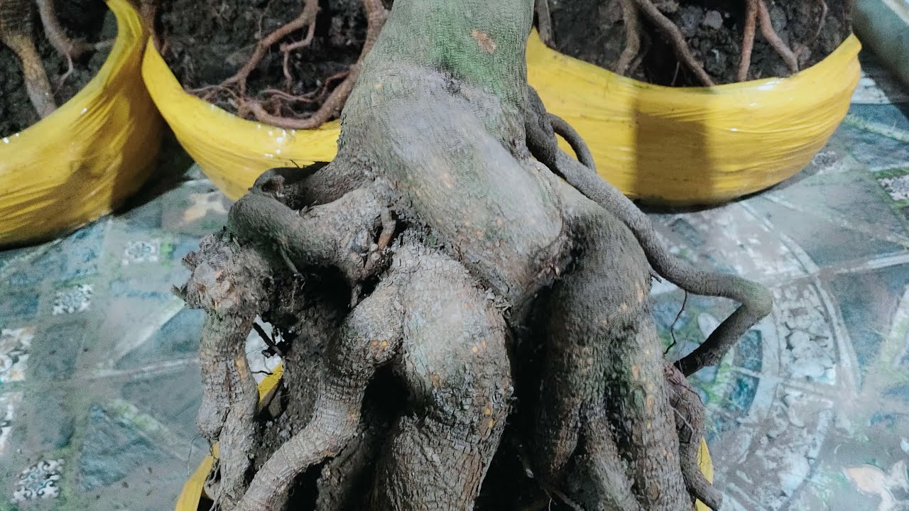 Mai vàng bonsai 034521782