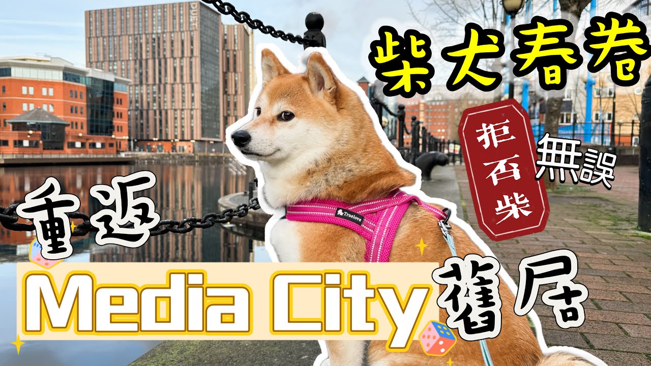 重遊Media City舊居，拒否柴犬春卷邊度都唔行，搞到春媽好勞氣🤣 @shibaharumaki  #英國生活 #柴犬 #shibainu