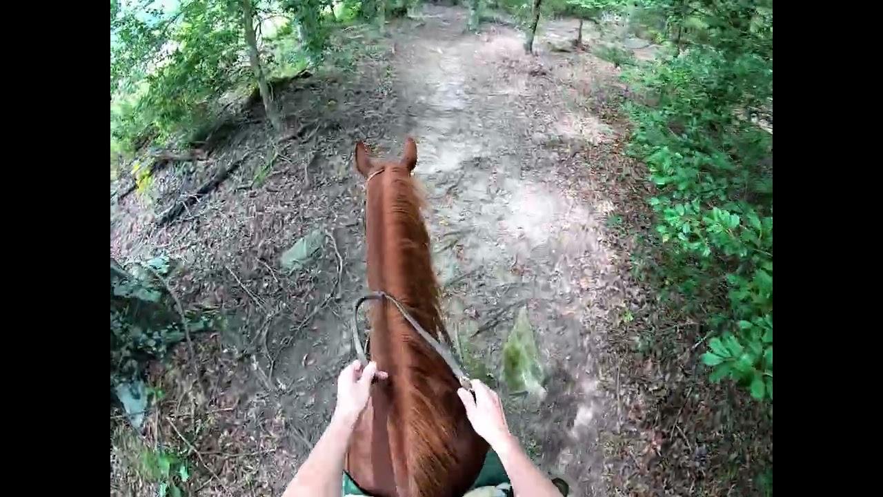 Aaron 2025 08 31 Short Trail - Log at a Trot