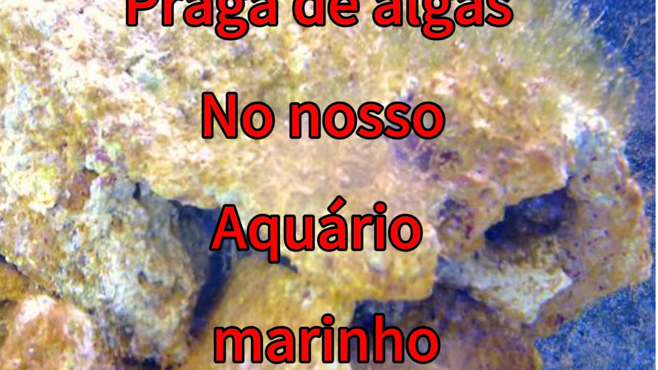 Praga de algas no aquario marinho