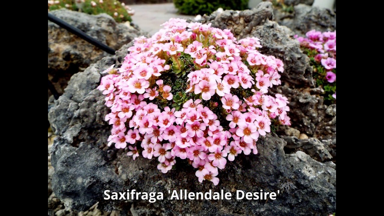Saxifraga 2018