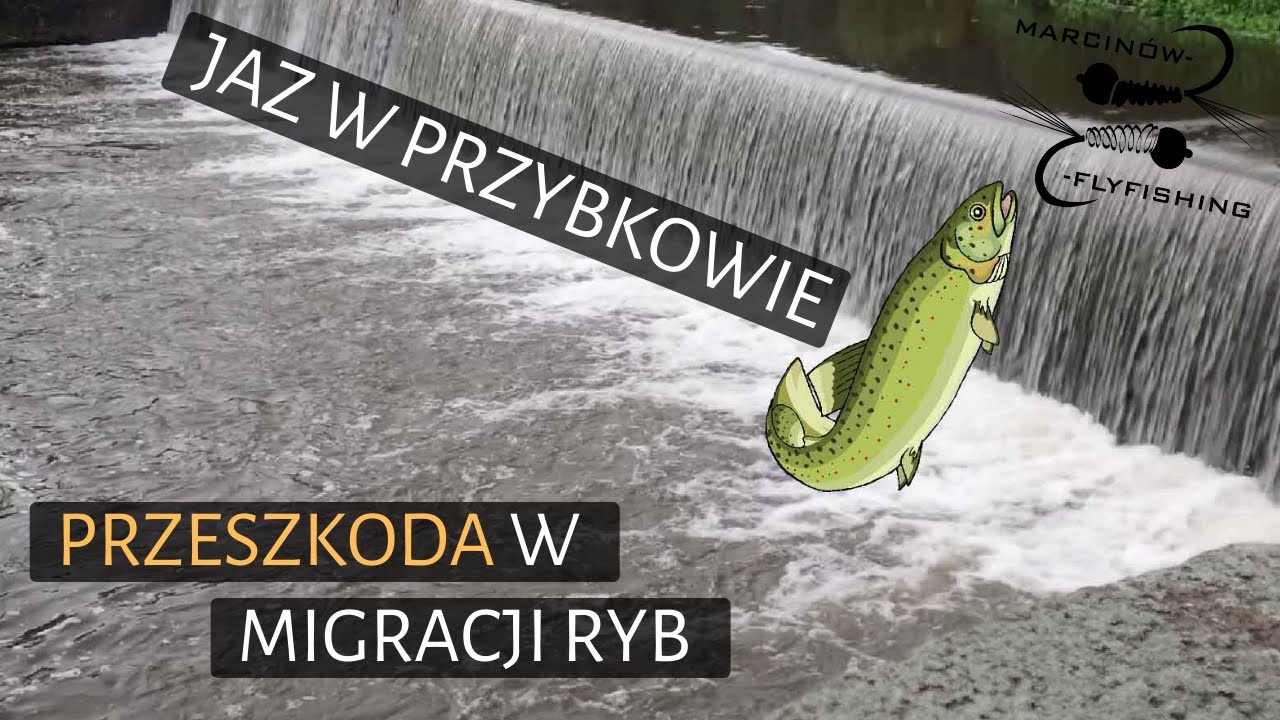 Pstrągi pr&oacute;bujące przeskoczyć Jaz Przybk&oacute;w na rzece Kaczawa