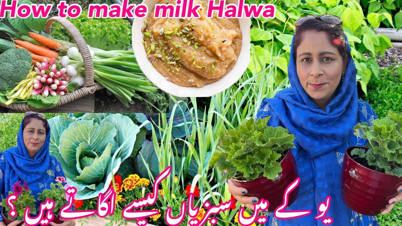 How To Grow Vegetables In UK ,Tomato , Bell Pepper Zucchini | My Daily Routine In UK |kashmiri dolly