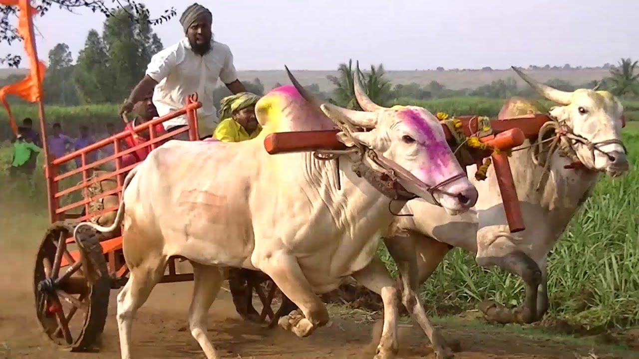 Khillari bulls of Ravikumar Kundaragi pulling bullock cart 1571 feet