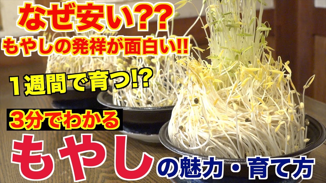 もやしってなんで安いの？これを見たらわかります!!