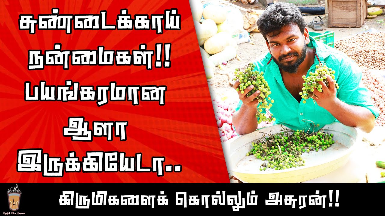 சுண்டக்காய் பயன்கள் | Benefits of Turkey berry | Theneer Idaivelai | English subtitles